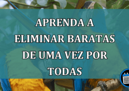 Dica: Como eliminar as baratas de uma vez por todas!