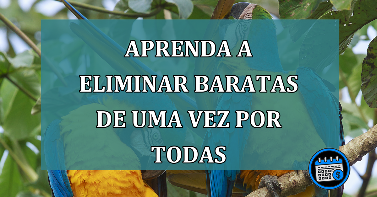 Dica: Como eliminar as baratas de uma vez por todas!