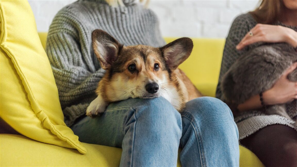 Brasileiros e Seus Pets: Uma Relação de Amor e Companheirismo