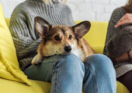 Brasileiros e Seus Pets: Uma Relação de Amor e Companheirismo