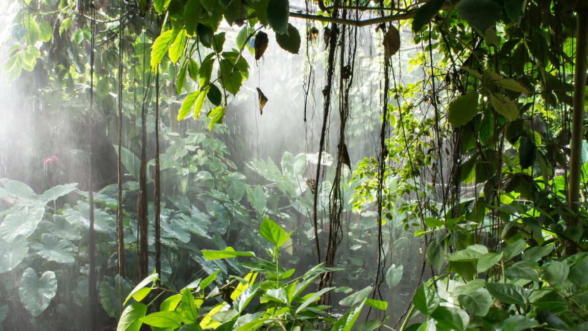 Pesquisadores Redescobrem Milípede Spirostreptus Sculptus na Floresta Makira, Madagascar