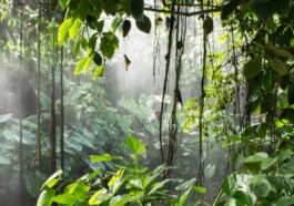 Pesquisadores Redescobrem Milípede Spirostreptus Sculptus na Floresta Makira, Madagascar