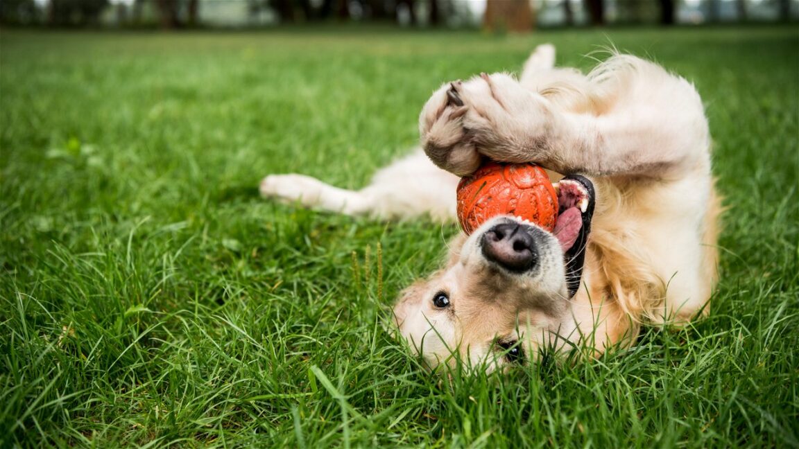 Entendendo os Latidos: A Inovação da Inteligência Artificial na Comunicação Canina